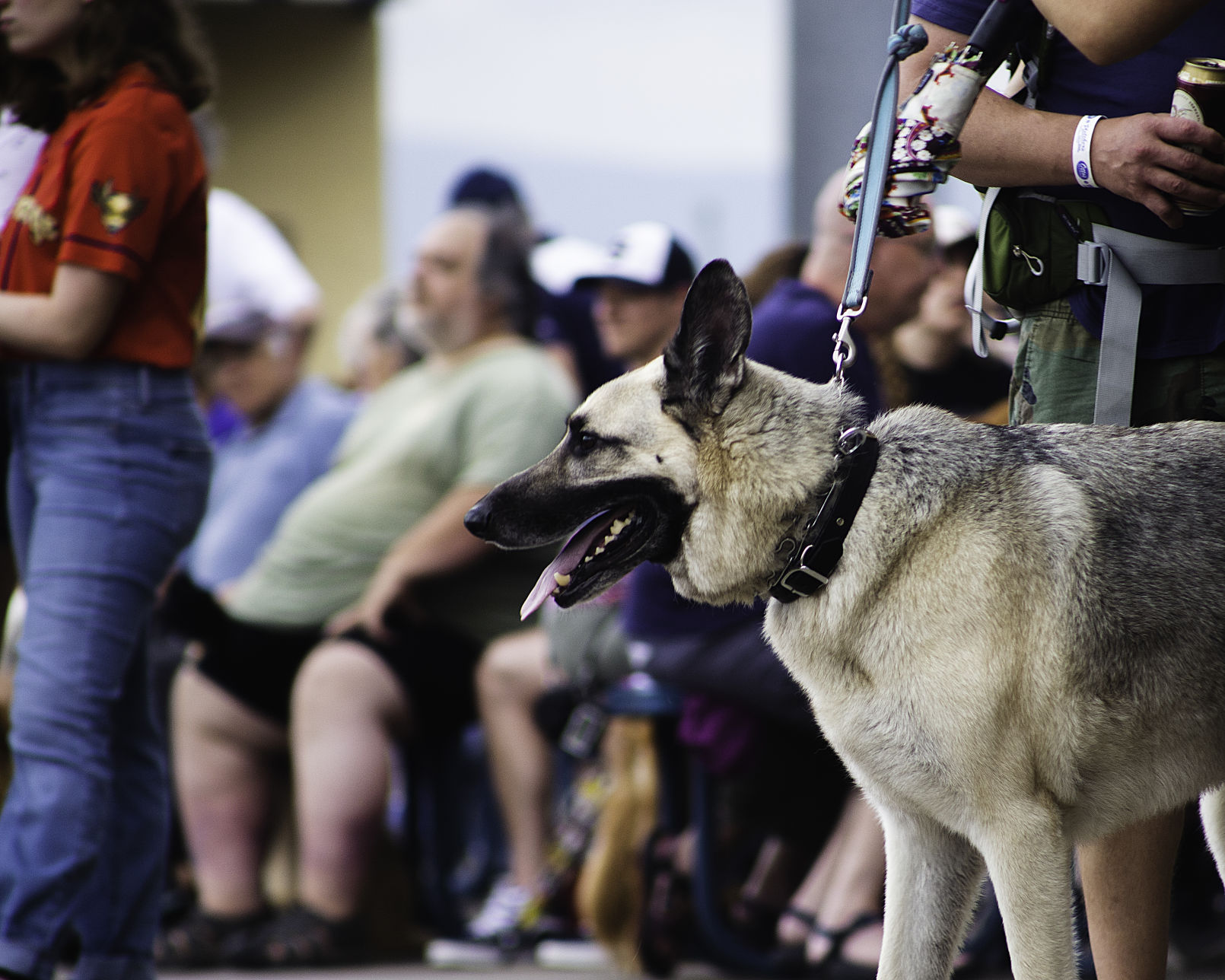 Bark in the Park
